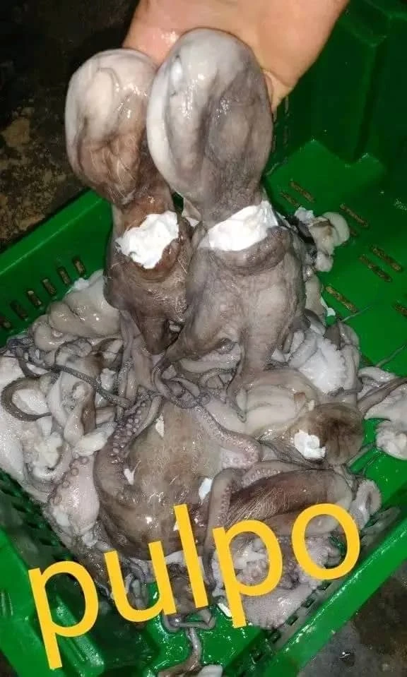 Pulpo paketes de 3 lb's foto | AlKombomaster |  BizneCubano