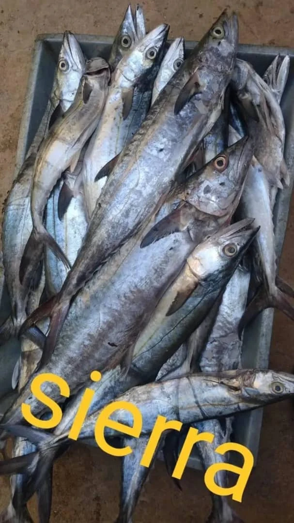 Pescado ( sierra limpios ) 10 lb's foto | AlKombomaster |  BizneCubano