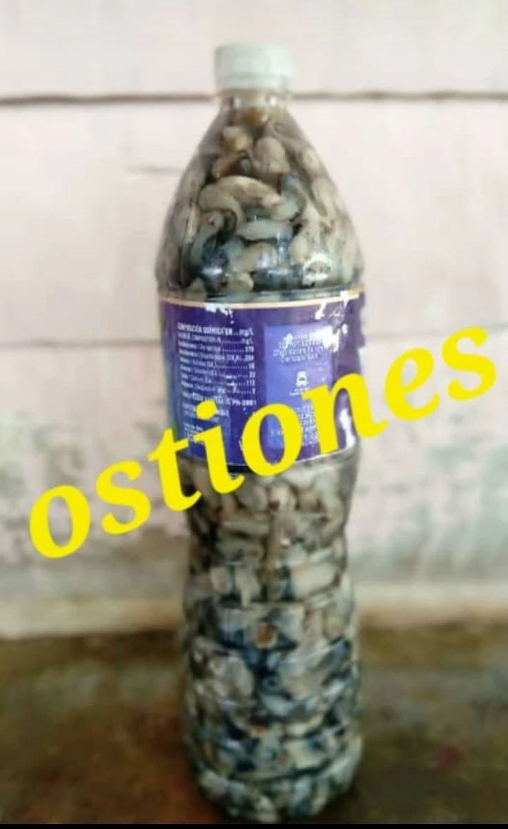 Pomos de ostiones listo para el consumo's foto | AlKombomaster |  BizneCubano