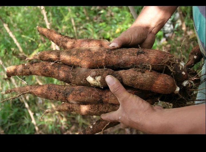 Yuca 10  lb's foto | AlKombomaster |  BizneCubano