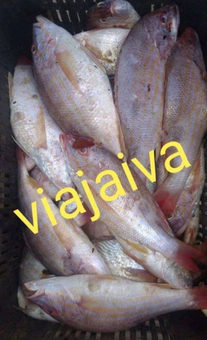 Pez biajaiva paquetes de 6 lb  limpios aproximadamente son 7 pezcados's foto | AlKombomaster |  BizneCubano