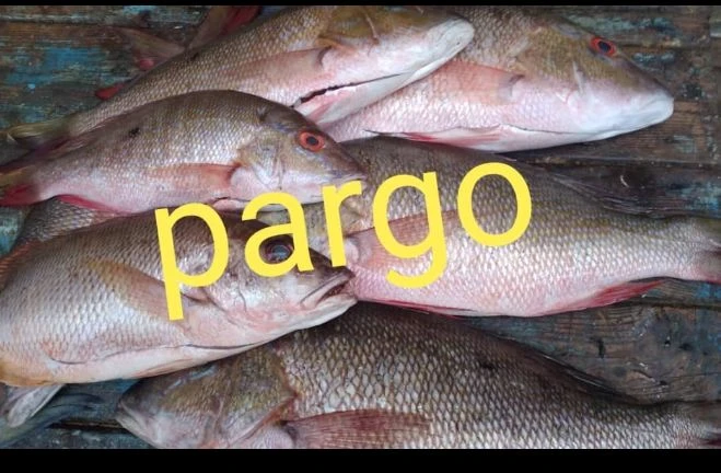 Paquetes de pagos de 10 lb está cada pescado de más de 3 lb cada 1's foto | AlKombomaster |  BizneCubano